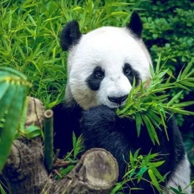 熊猫不吃仙
